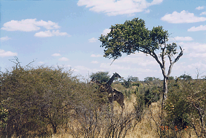 Giraffes on African plains